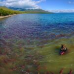 Land of Bears_kamchatka_bears_01_big